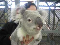 Koala!
