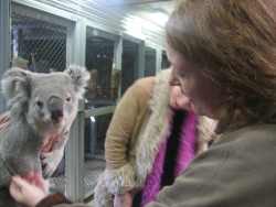 Moon and a Koala