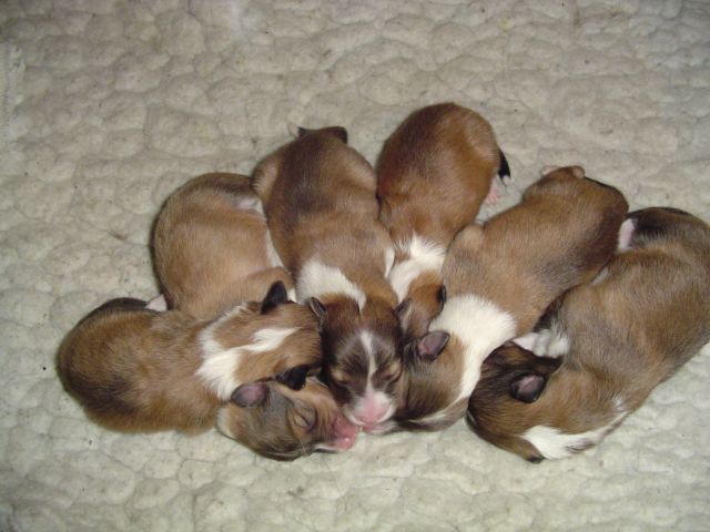Newborn Puppies (Now a year old)
