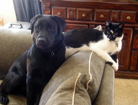 This is Cow (the others call him &amp;quot;Tir&amp;quot;; Michelle does not), and DumbDog