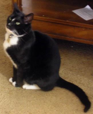 This is 'Vester (short for &amp;quot;Sylvester&amp;quot; [name he came with]). He is AWESOME.