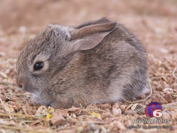 Baby%20Rabbit%2005-30-04%20003.jpg