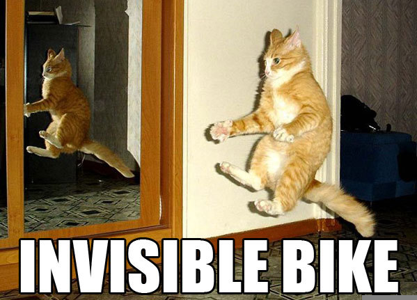 funny_cat_pictures_041.jpg