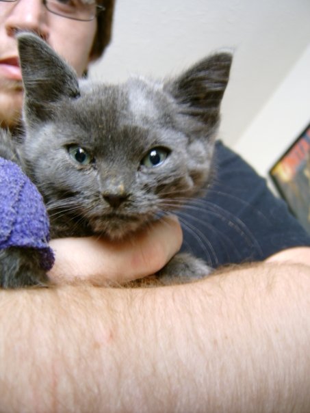 kitten.jpg