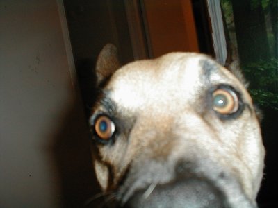chaseface.JPG